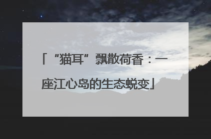 “猫耳”飘散荷香：一座江心岛的生态蜕变