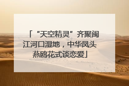 “天空精灵”齐聚闽江河口湿地，中华凤头燕鸥花式谈恋爱