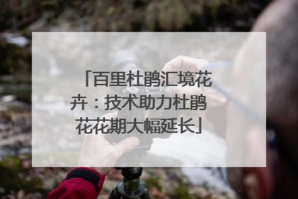 百里杜鹃汇境花卉：技术助力杜鹃花花期大幅延长