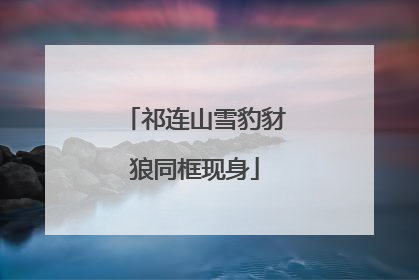 祁连山雪豹豺狼同框现身