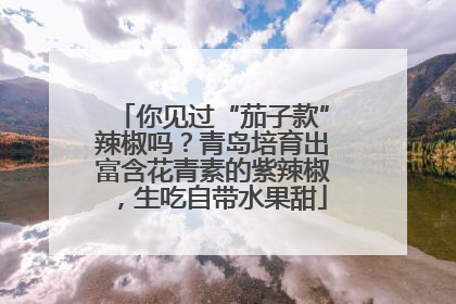 你见过“茄子款”辣椒吗？青岛培育出富含花青素的紫辣椒，生吃自带水果甜