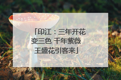 印江：三年开花变三色 千年紫薇王盛花引客来