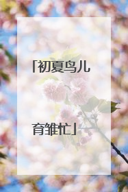初夏鸟儿育雏忙