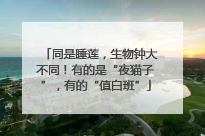 同是睡莲，生物钟大不同！有的是“夜猫子”，有的“值白班”