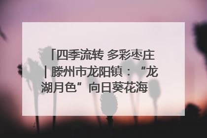 四季流转 多彩枣庄｜滕州市龙阳镇：“龙湖月色”向日葵花海 绘就乡村振兴新画卷