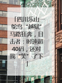 四川乐山一鸵鸟“越狱”马路狂奔，目击者：时速超40码，还对我“笑”了下