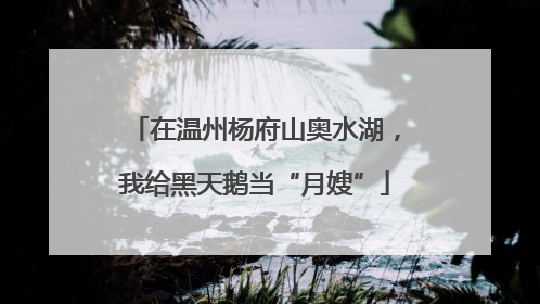 在温州杨府山奥水湖，我给黑天鹅当“月嫂”