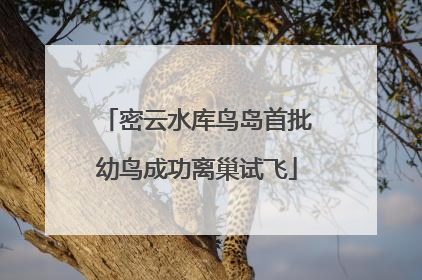 密云水库鸟岛首批幼鸟成功离巢试飞