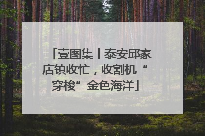 壹图集丨泰安邱家店镇收忙，收割机“穿梭”金色海洋