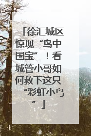 徐汇城区惊现“鸟中国宝”！看城管小哥如何救下这只“彩虹小鸟”