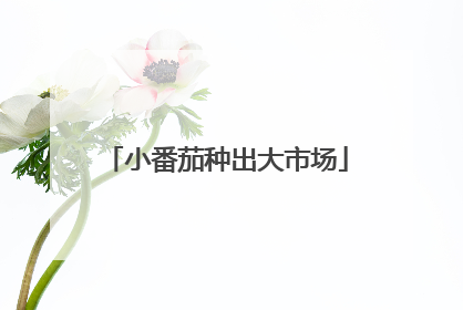 小番茄种出大市场