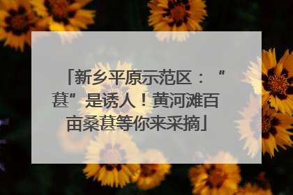 新乡平原示范区：“葚”是诱人！黄河滩百亩桑葚等你来采摘