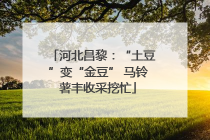 河北昌黎：“土豆”变“金豆” 马铃薯丰收采挖忙