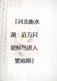 河北衡水湖：近万只夏候鸟进入繁殖期
