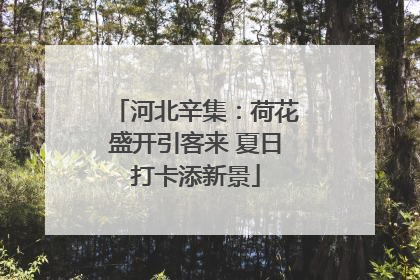 河北辛集：荷花盛开引客来 夏日打卡添新景