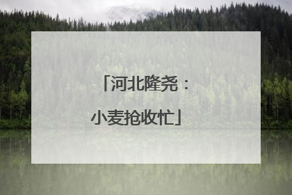 河北隆尧：小麦抢收忙