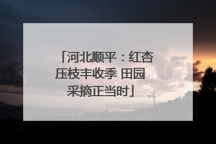 河北顺平：红杏压枝丰收季 田园采摘正当时