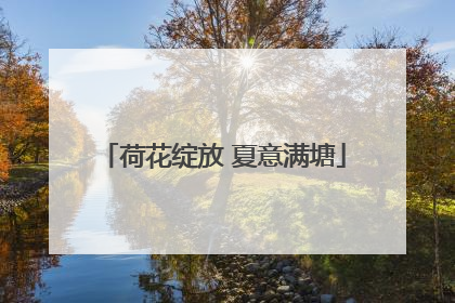 荷花绽放 夏意满塘