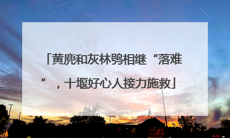 黄麂和灰林鸮相继“落难”，十堰好心人接力施救